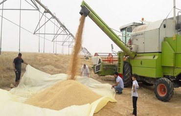 إيران ووكلاؤها يقوضون القطاع الزراعي في العراق