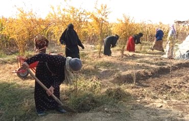 وكالة التنمية الأميركية تساعد مزارعات الرقة على إحياء أراضيهن