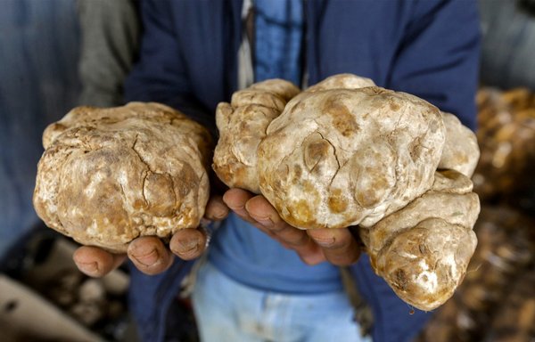 روز ۱۵ اسفند، یک فروشنده در دکه‌ای در یکی از بازارهای حماه قارچ دنبلان کوهی می‌فروشد. قارچ دنبلان کوهی در انواع و اندازه‌های مختلف با خطرات فراوان جمع‌آوری می‌شود. [لوی بشاره/خبرگزاری فرانسه]