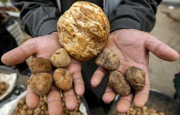 روز ۱۵ اسفند، یک فروشنده در دکه‌ای در یکی از بازارهای حماه قارچ‌ دنبلان کوهی می‌فروشد. علی‌رغم هشدارها در خصوص امن نبودن بسیاری از مناطق، مردم سوریه همچنان به جستجوی این مادهٔ غذایی بیابانی می‌روند. [لوی بشاره/خبرگزاری فرانسه]